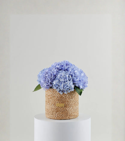 Front view of powder blue hydrangeas in a jute harvest basket — The Blue Hydrangea Harvest Basket by Mireyaa