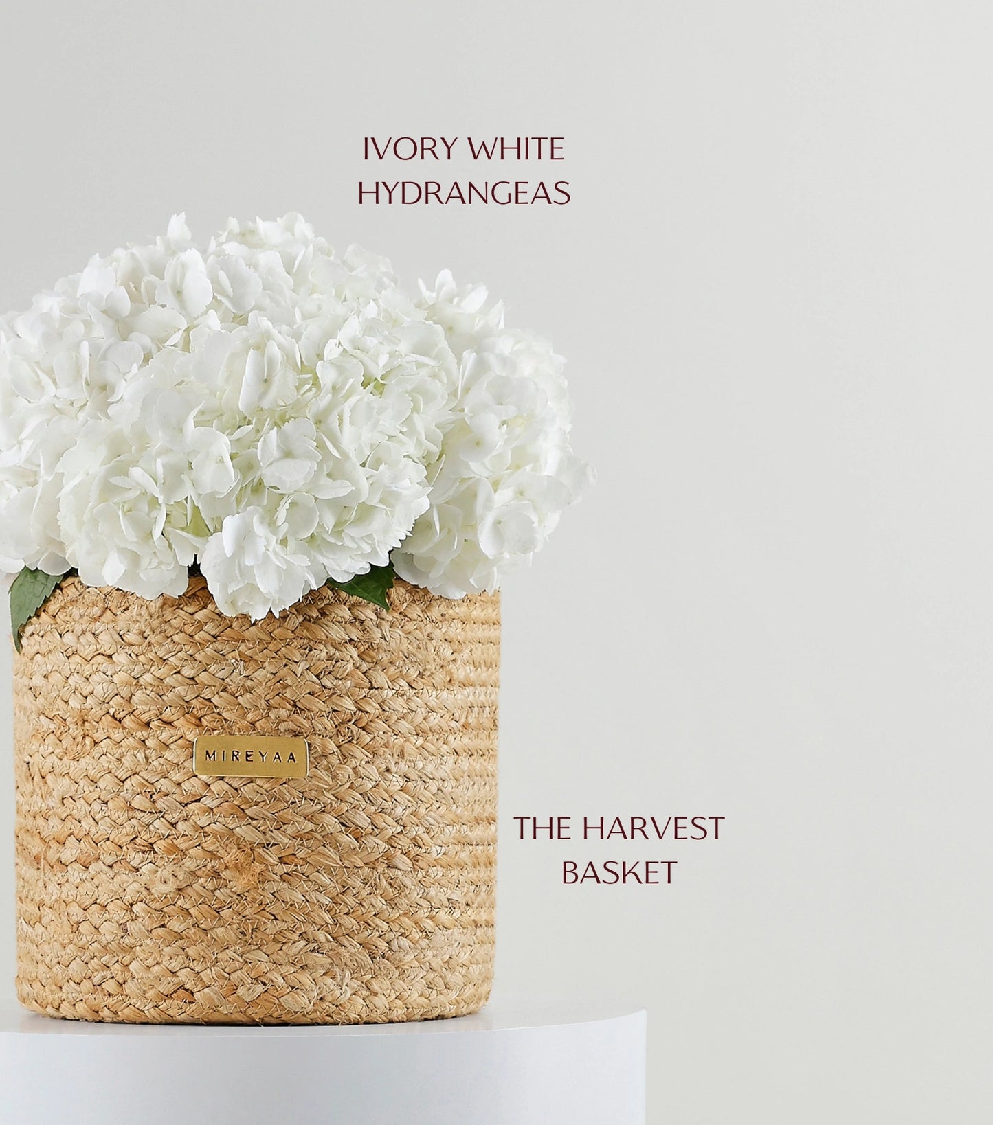 Close-up of ivory white hydrangeas in a handwoven jute harvest basket — The White Hydrangea Harvest Basket by Mireyaa, Mumbai same-day delivery