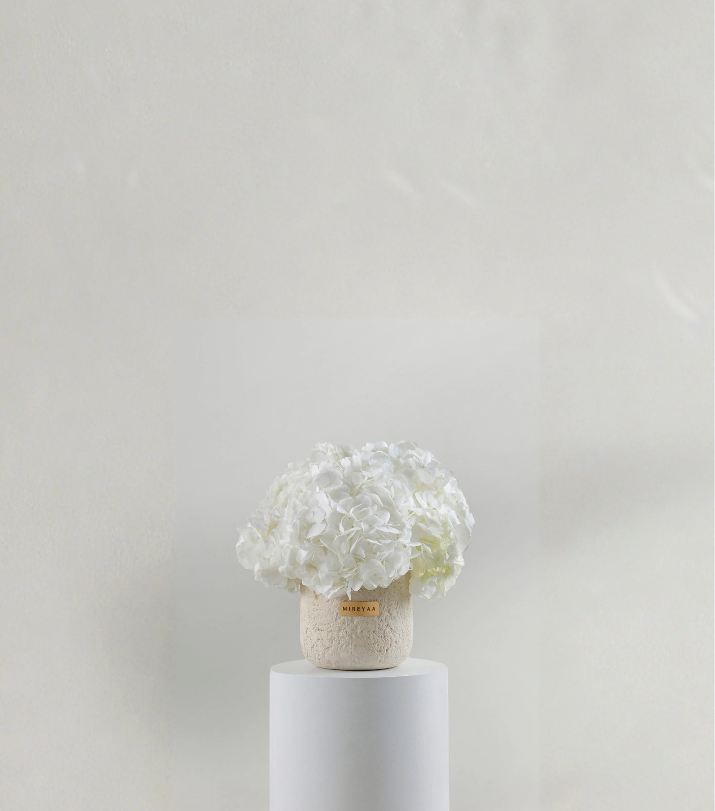 Front view of ivory white hydrangeas in a porcelain dome vessel — The Ivory Hydrangea Porcelain Dome by Mireyaa, Mumbai same-day delivery