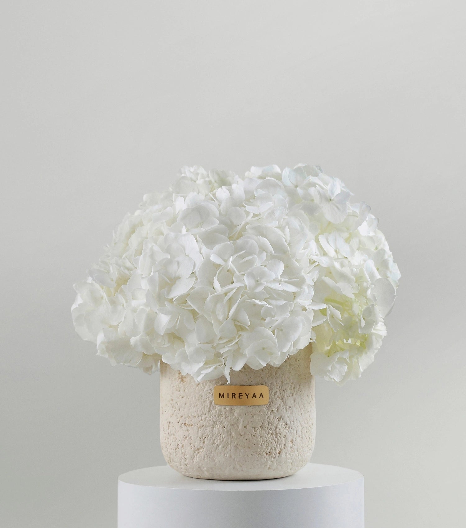 Close-up of ivory white hydrangeas in a porcelain dome vessel — The Ivory Hydrangea Porcelain Dome by Mireyaa, Mumbai same-day delivery